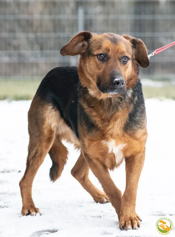 Znaleziono psa, Skałowo, 27 stycznia 2026 (3/4)