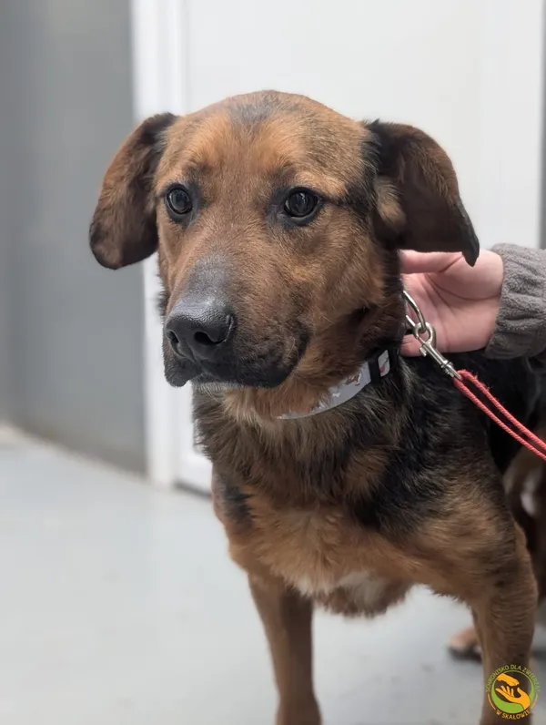 Znaleziono psa, Skałowo, 27 stycznia 2026 (4/4)