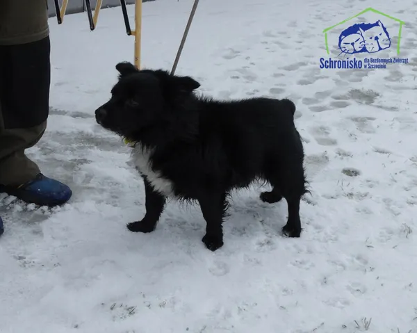 Znaleziono psa, Szczecin, 27 stycznia 2026 (1/2)