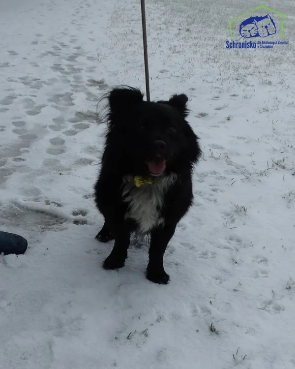 Znaleziono psa, Szczecin, 27 stycznia 2026 (2/2)