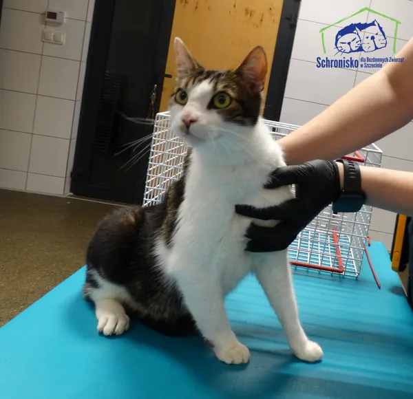 Znaleziono kota, Szczecin, 27 stycznia 2026 (1/2)