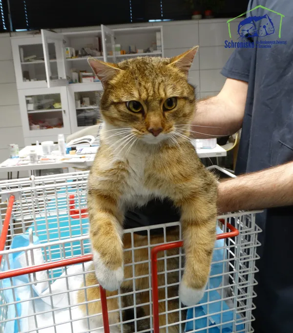 Znaleziono kota, Szczecin, 24 stycznia 2026