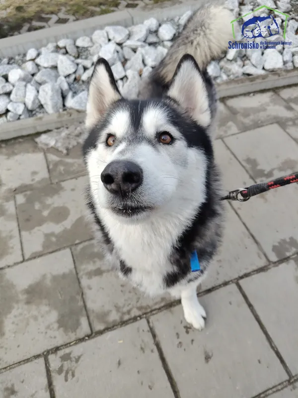 Znaleziono psa, Szczecin, 26 stycznia 2026 (2/3)