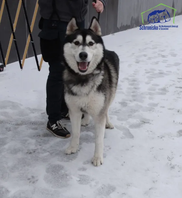 Znaleziono psa, Szczecin, 26 stycznia 2026 (3/3)