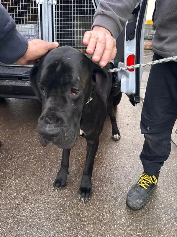 Znaleziono psa, Sosnowiec, 26 stycznia 2026