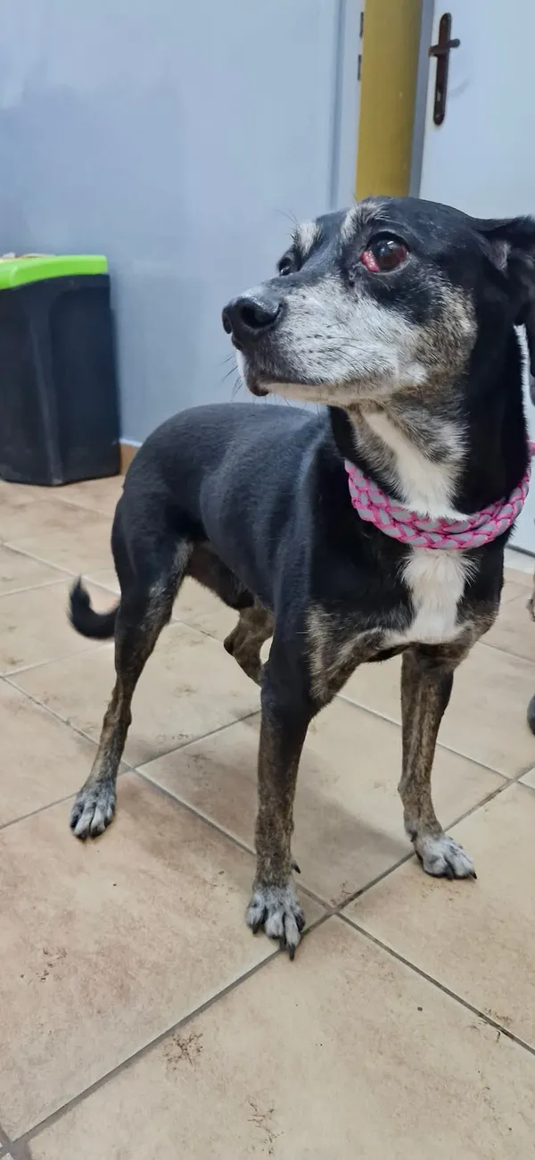 Znaleziono psa, Sosnowiec, 27 stycznia 2026 (1/2)