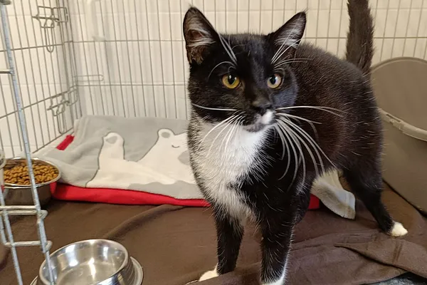 Znaleziono kota, Wałbrzych, 23 stycznia 2026