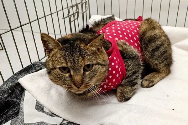 Znaleziono kota, Wałbrzych, 17 stycznia 2026