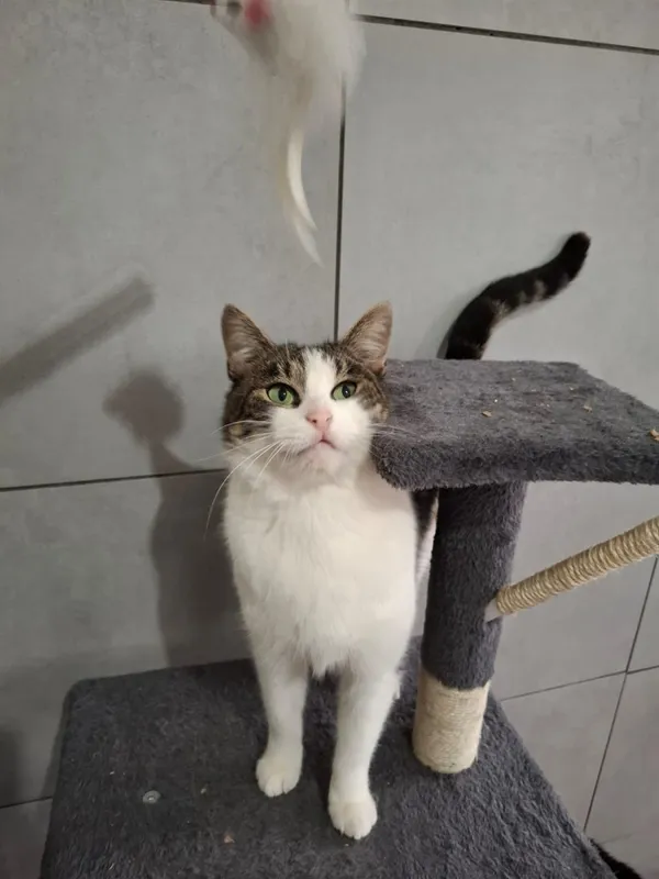 Kot do adopcji, Bełchatów, 29 lipca 2025 (2/4)