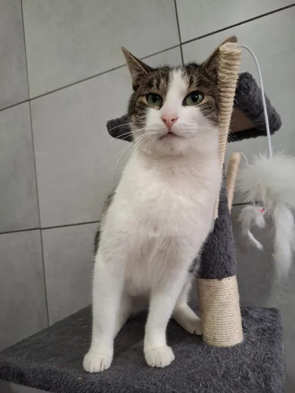 Kot do adopcji, Bełchatów, 29 lipca 2025 (3/4)