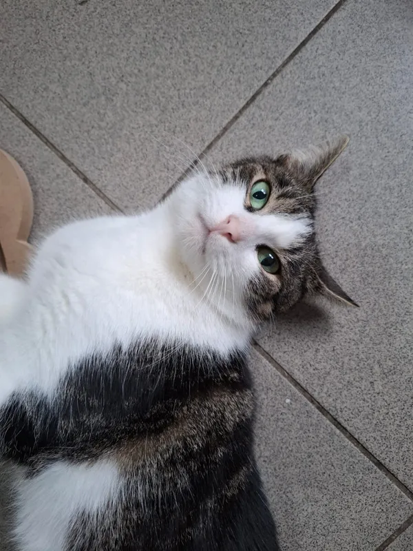 Kot do adopcji, Bełchatów, 29 lipca 2025 (4/4)