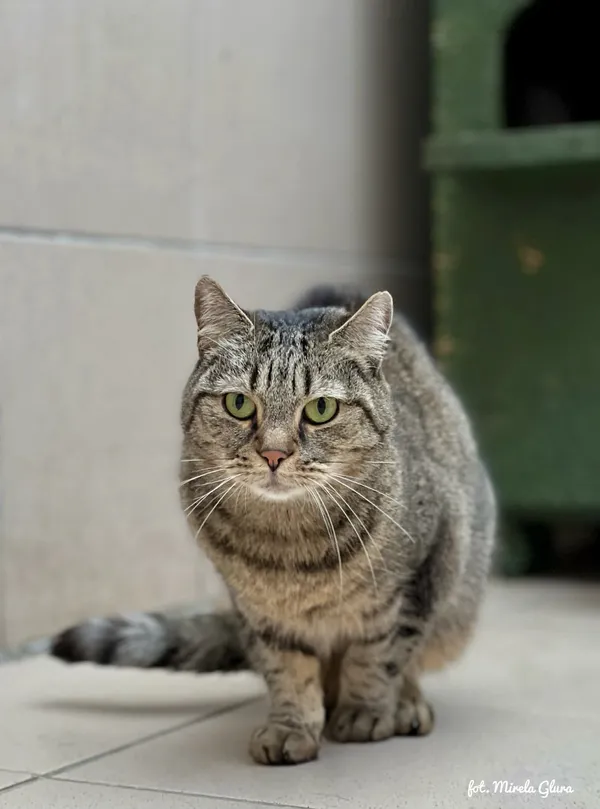 Kot do adopcji, Bydgoszcz, 28 stycznia 2026 (2/2)