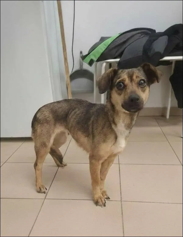 Znaleziono psa, Grudziądz, 28 stycznia 2026