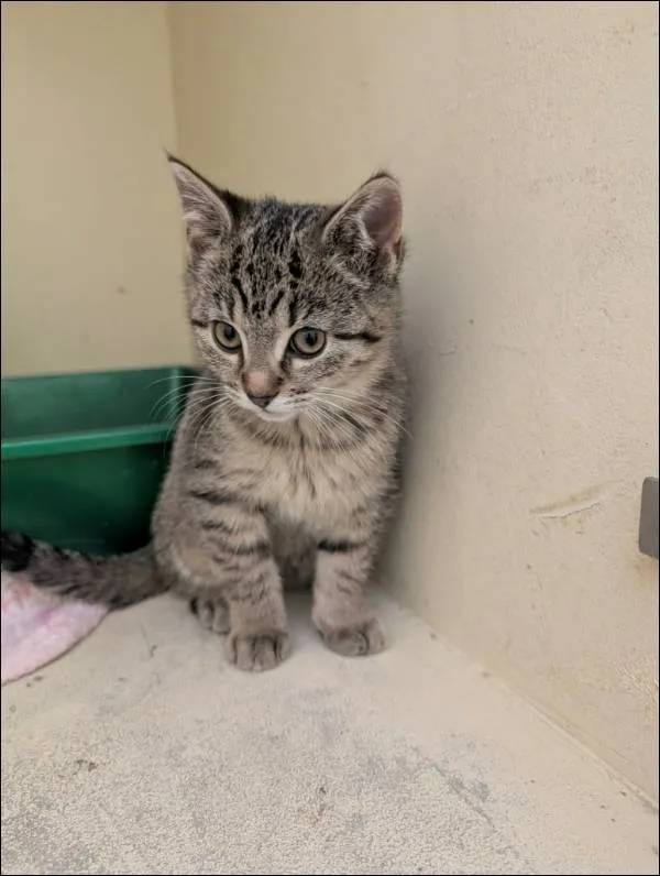 Znaleziono kota, Grudziądz, 28 stycznia 2026