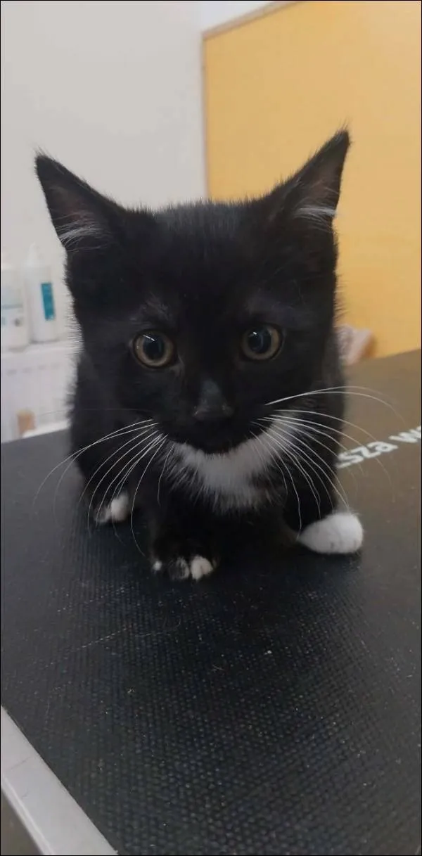 Znaleziono kota, Grudziądz, 28 stycznia 2026