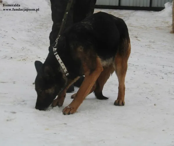 Pies do adopcji, Nowy Dwór Mazowiecki, 28 stycznia 2026 (1/5)