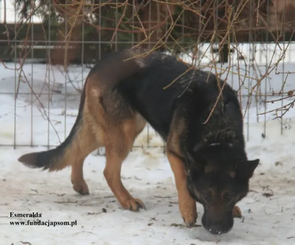 Pies do adopcji, Nowy Dwór Mazowiecki, 28 stycznia 2026 (2/5)