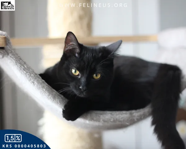 Kot do adopcji, Rzeszów, 28 stycznia 2026 (1/4)