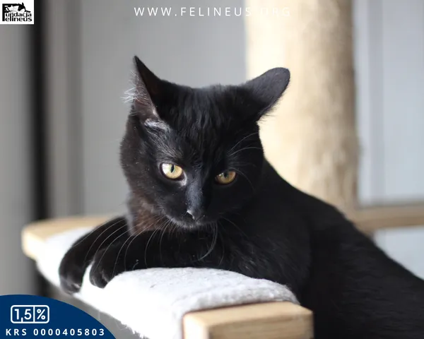 Kot do adopcji, Rzeszów, 28 stycznia 2026 (3/4)