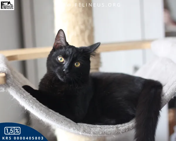 Kot do adopcji, Rzeszów, 28 stycznia 2026 (4/4)