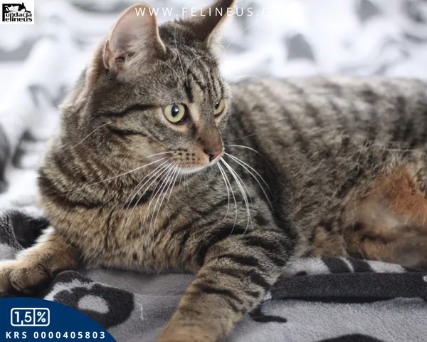 Kot do adopcji, Rzeszów, 28 stycznia 2026 (2/4)