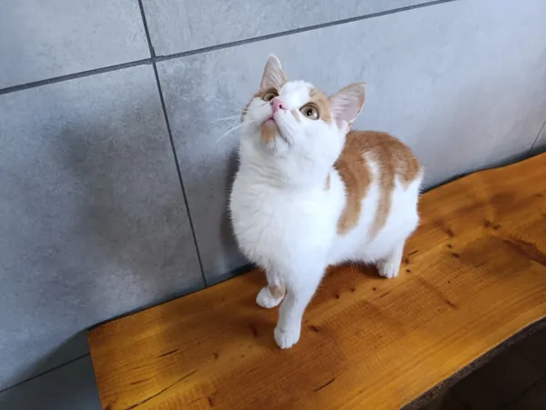 Kot do adopcji, Bełchatów, 19 października 2025 (3/5)