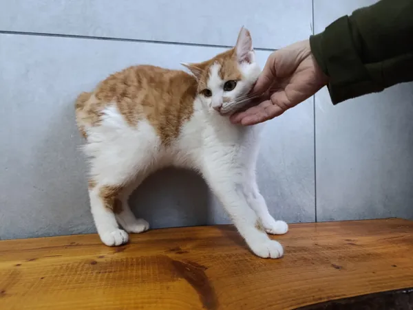 Kot do adopcji, Bełchatów, 19 października 2025 (5/5)