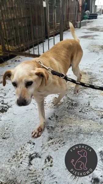 Pies do adopcji, Wolsztyn, 28 stycznia 2026