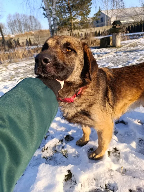 Pies do adopcji, Bełchatów, 12 grudnia 2025 (3/5)