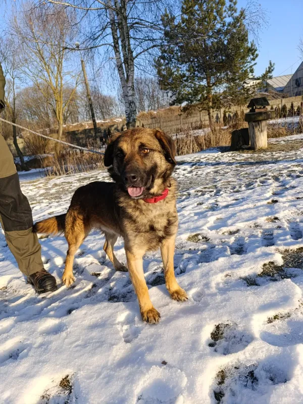 Pies do adopcji, Bełchatów, 12 grudnia 2025 (4/5)