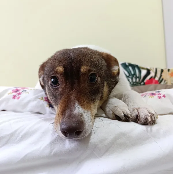 Pies do adopcji, Bełchatów, 17 grudnia 2025 (2/5)