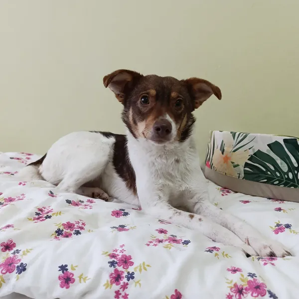 Pies do adopcji, Bełchatów, 17 grudnia 2025 (4/5)