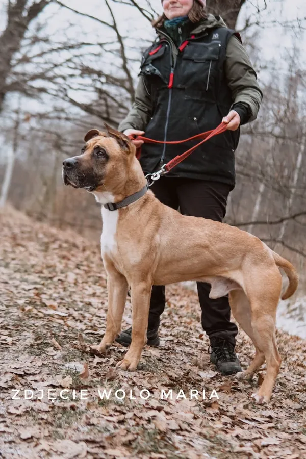 Pies do adopcji, Wrocław, 2 grudnia 2025