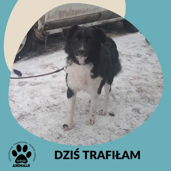 Znaleziono psa, Dąbrówka, 28 stycznia 2026