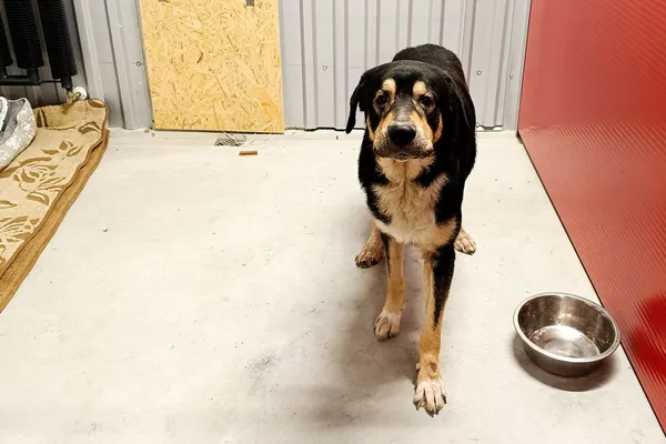 Znaleziono psa, Wałbrzych, 28 stycznia 2026