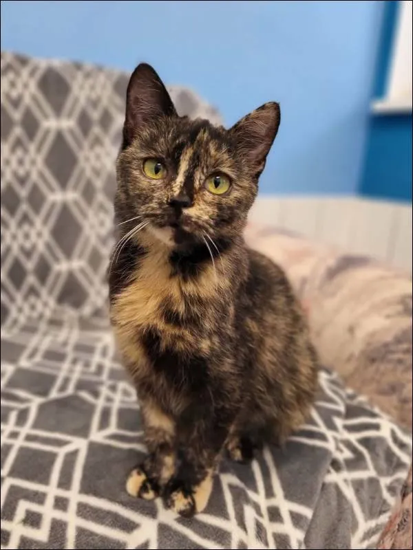 Znaleziono kota, Grudziądz, 30 października 2025