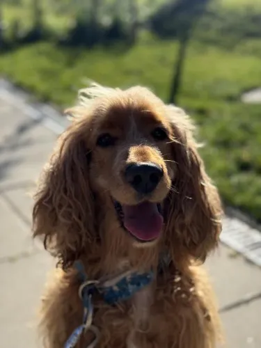 Pies do adopcji, Kraków, 14 stycznia 2026 (1/3)