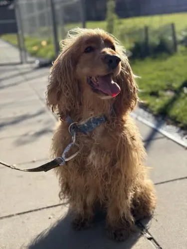 Pies do adopcji, Kraków, 14 stycznia 2026 (3/3)