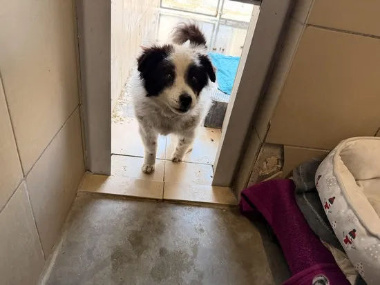 Pies do adopcji, Kraków, 14 stycznia 2026