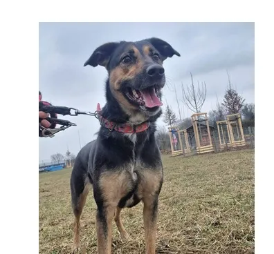 Pies do adopcji, Wrocław, 28 stycznia 2026