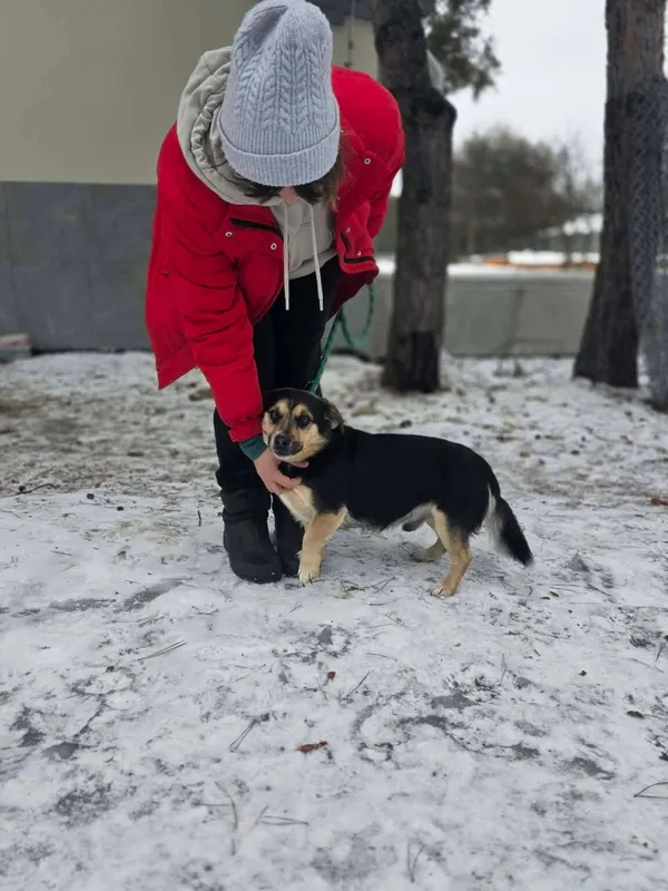 Pies do adopcji, Radom, 28 stycznia 2026 (1/5)
