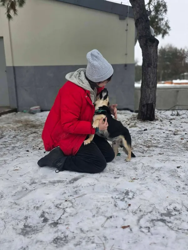 Pies do adopcji, Radom, 28 stycznia 2026 (2/5)