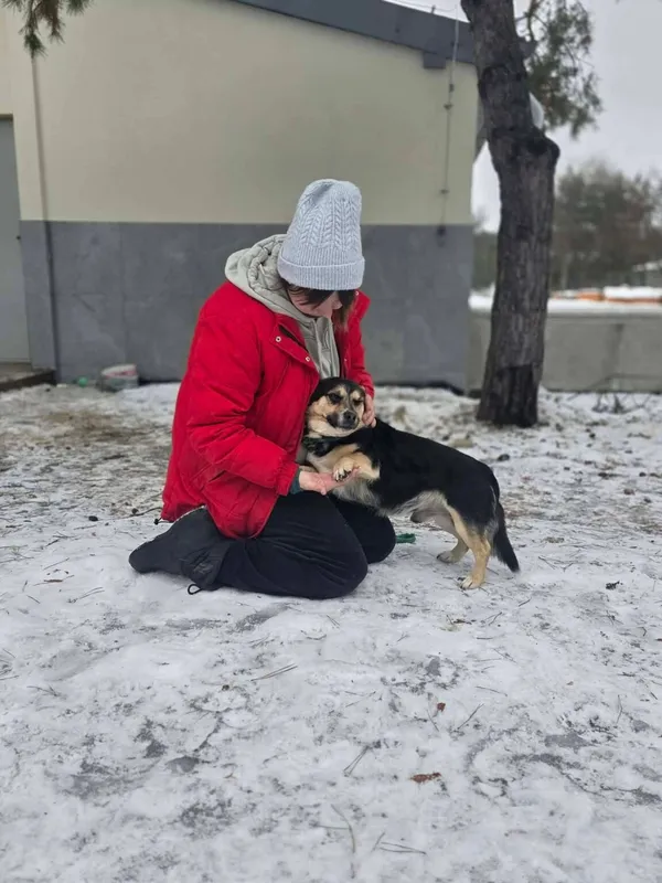 Pies do adopcji, Radom, 28 stycznia 2026 (3/5)