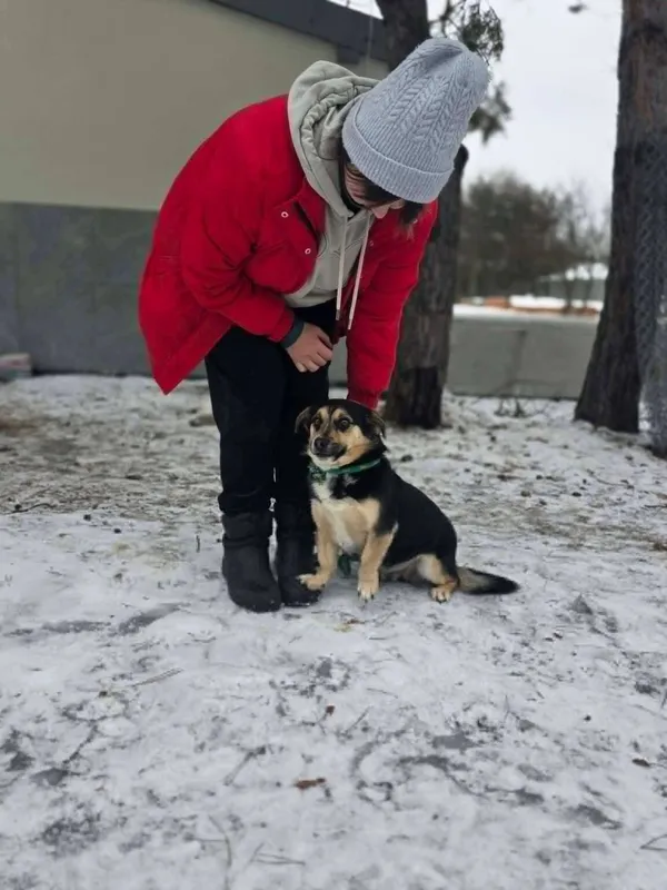 Pies do adopcji, Radom, 28 stycznia 2026 (4/5)