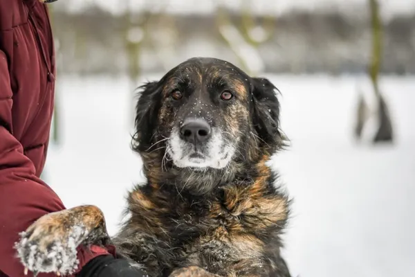 Pies do adopcji, Radom, 28 stycznia 2026 (1/5)