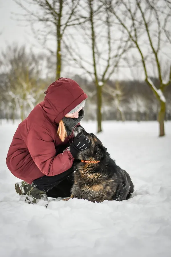 Pies do adopcji, Radom, 28 stycznia 2026 (2/5)