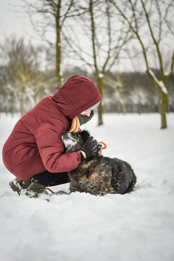 Pies do adopcji, Radom, 28 stycznia 2026 (3/5)