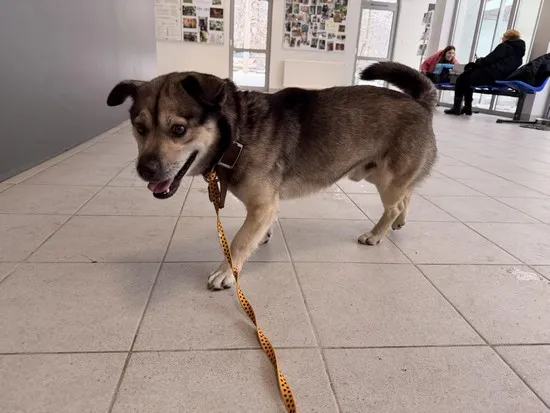 Pies do adopcji, Kraków, 14 stycznia 2026