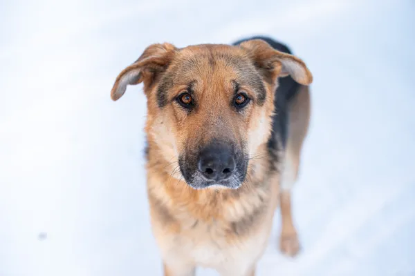 Pies do adopcji, Nowodwór, 28 stycznia 2026 (2/5)