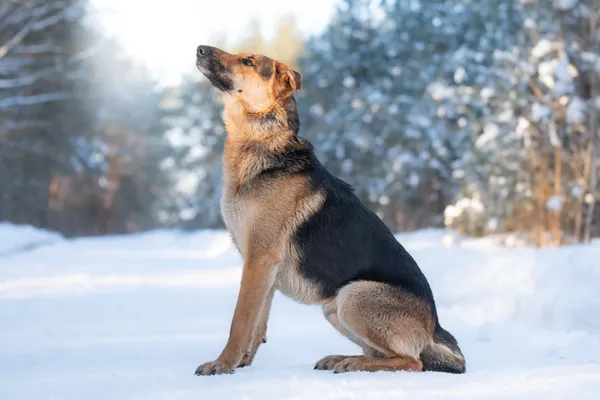 Pies do adopcji, Nowodwór, 28 stycznia 2026 (3/5)